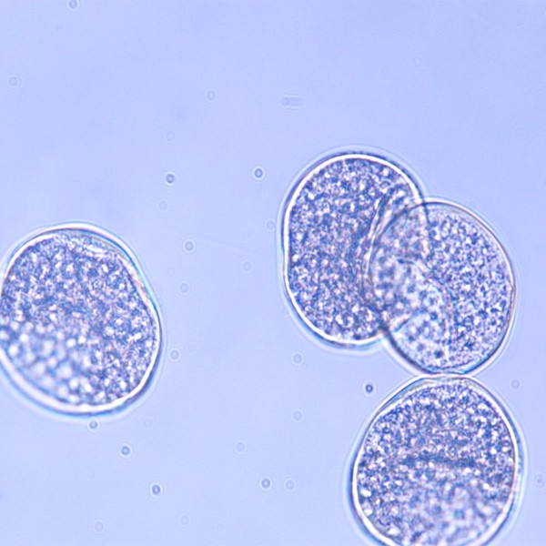 polysciences/biological particles organic particles 07671/1 g/07671-1