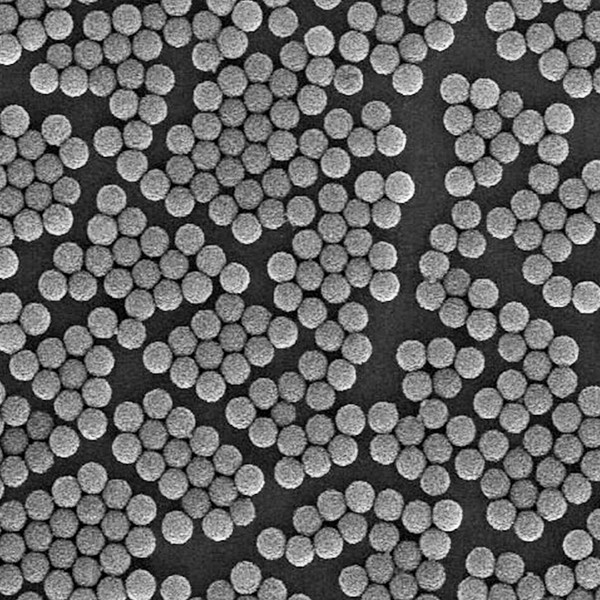 polysciences//25 ml/25029-25