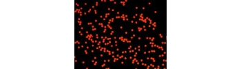 Nanocs/Silica beads, R-phycoerythrin lableled/Si2u-RPE-1/0.5 mL