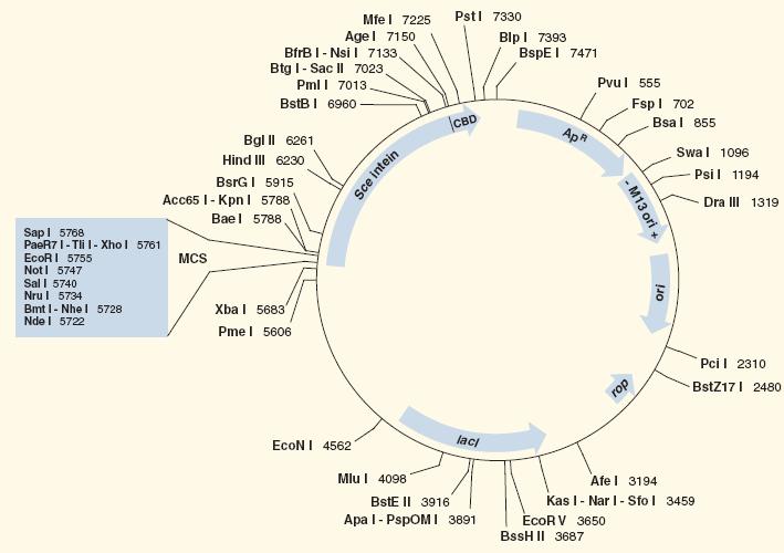pFA6a-GFP(S65T)-His3MX6_1x酿酒酵母表达质粒