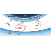 ibexpharma/CS846 Aggrecan Chondroitin Sulfate Epitope Synthesis Assay//60-1004