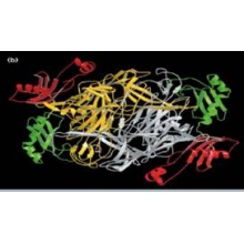 ibexpharma/DAO (DIAMINE OXIDASE) LIQUID (FROZEN)//50-0903-001